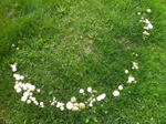 Fairy Ring Champion, Marasmius oreades